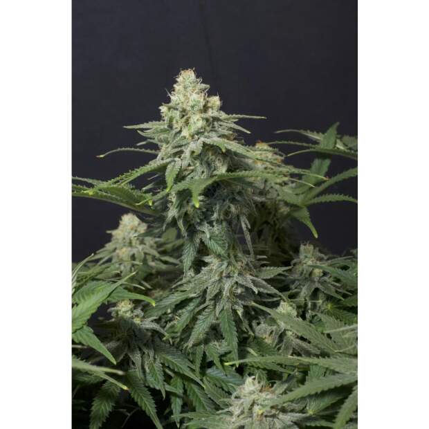 420 Fast Buds Wedding Cheesecake FF 3 Stk feminisiert