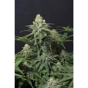 420 Fast Buds Wedding Cheesecake FF 3 Stk feminisiert