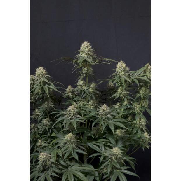 420 Fast Buds Tropicana Cookies FF 5 Stk feminisiert