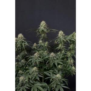 420 Fast Buds Tropicana Cookies FF 5 Stk feminisiert