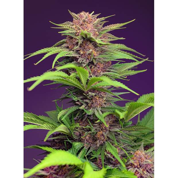 Sweet Seeds Red Mimosa XL Auto 5 Stk feminisiert
