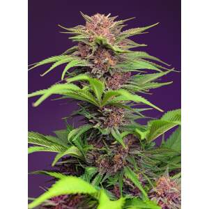 Sweet Seeds Red Mimosa XL Auto 5 Stk feminisiert