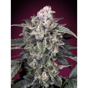 Advanced Seeds Slurricane