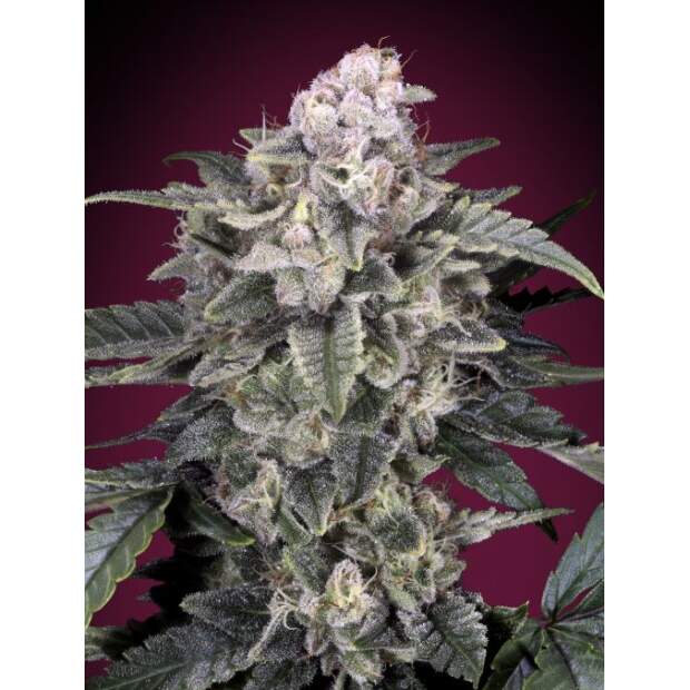 Advanced Seeds Slurricane 3 pcs feminised