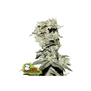 Seedstockers CBD Critical XXL 25 Stk feminisiert