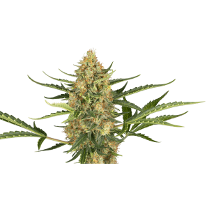 Sensi Seeds Research Blueberry Bubblegum Auto