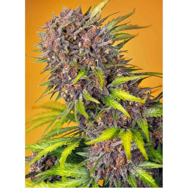 Sweet Seeds Diablo Rojo XL Auto