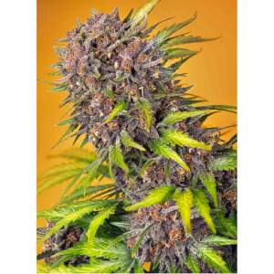 Sweet Seeds Diablo Rojo XL Auto