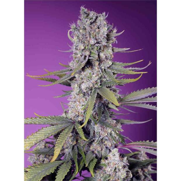 Sweet Seeds Papaya Zoap F1 Fast Version 5 pcs feminised