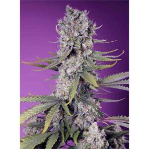 Sweet Seeds Papaya Zoap F1 Fast Version 5 pcs feminised