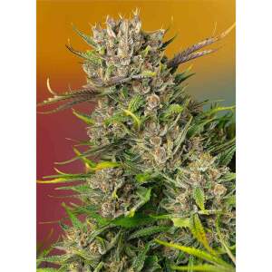 Sweet Seeds Papaya Zoap Auto