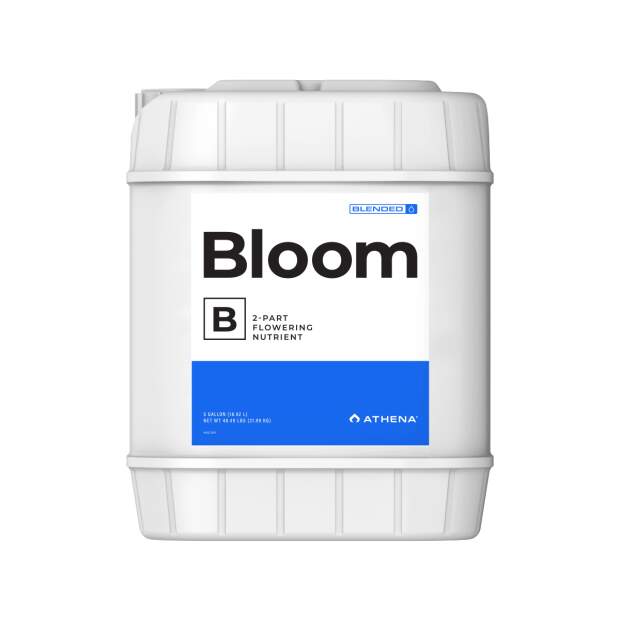 Athena Bloom A+B