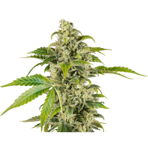 Sensi Seeds Research Sweet & Sour Cream Auto