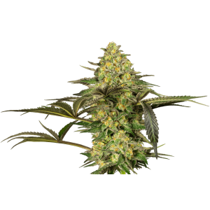 Sensi Seeds Grapevine Candy 3 Stk feminisiert