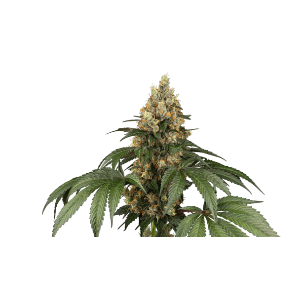 Sensi Seeds Chocolate Rainbow XXL