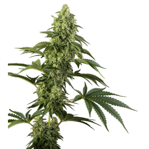 Sensi Seeds Cosmic Kiss 5 pcs feminised