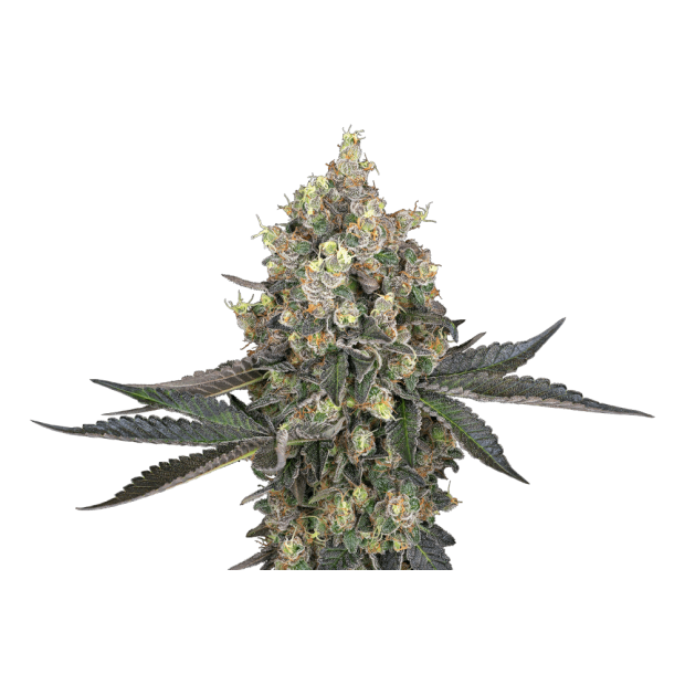 White Label Sweet Berry Breeze