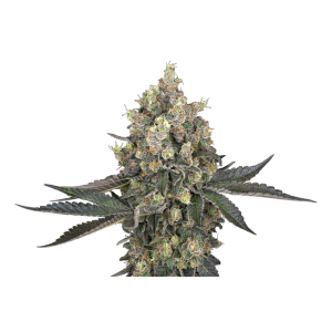 White Label Sweet Berry Breeze