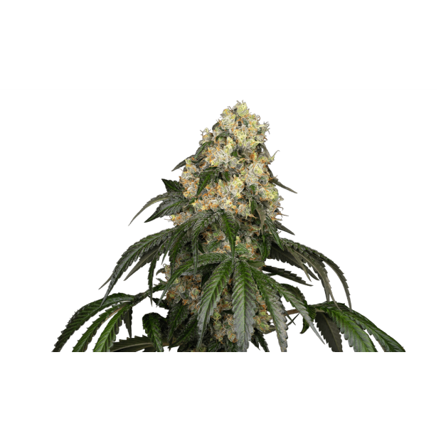 White Label White Biscotti OG XXL