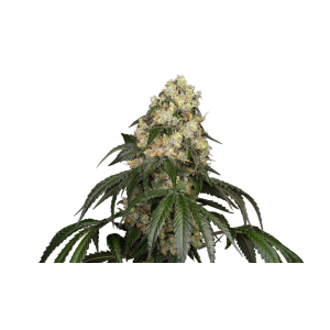 White Label White Biscotti OG XXL
