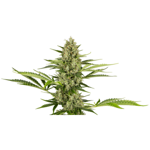 Sensi Seeds Jack Herer Auto