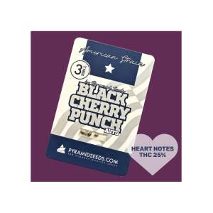 Pyramid Seeds Auto Black Cherry Punch