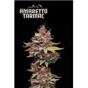 Seedstockers Amaretto Tarmac