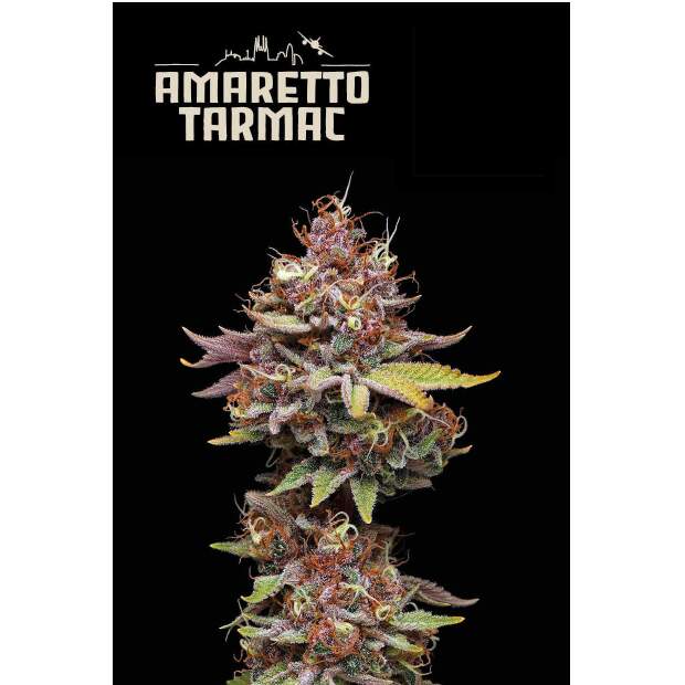 Seedstockers Amaretto Tarmac 3 Stk feminisiert