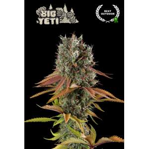 Seedstockers Big Yeti