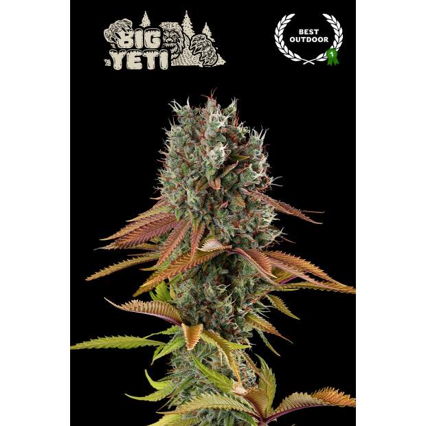 Seedstockers Big Yeti 5 pcs feminised
