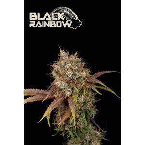 Seedstockers Black Rainbow