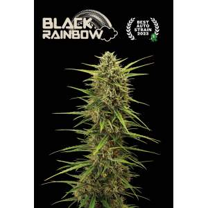 Seedstockers Black Rainbow Auto