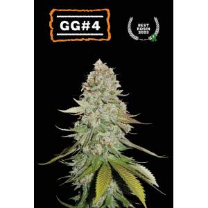 Seedstockers GG#4