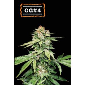 Seedstockers GG#4 Auto
