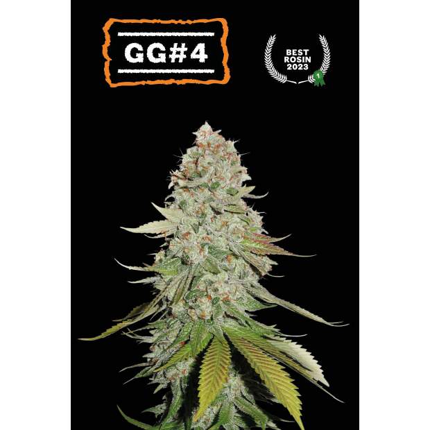 Seedstockers GG#4 5 pcs feminised