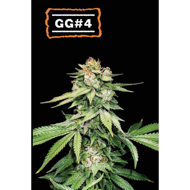 Seedstockers GG#4 Auto 5 pcs feminised
