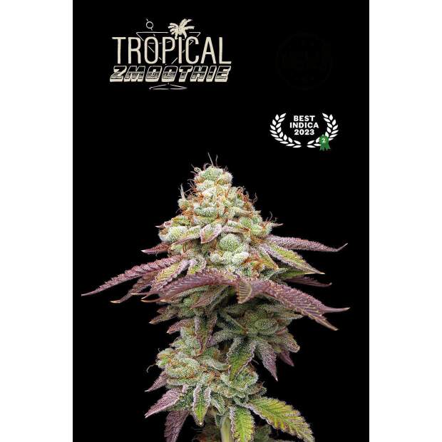 Seedstockers Tropical Zmoothie