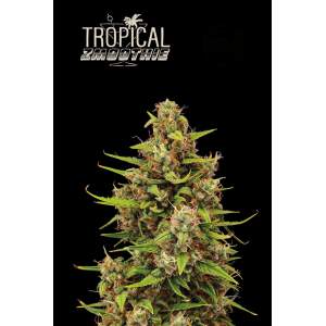 Seedstockers Tropical Zmoothie Auto