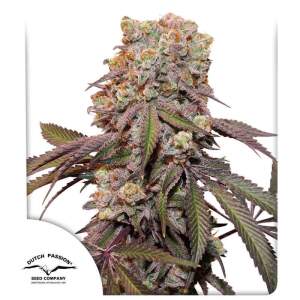 Dutch Passion Auto Candy Bubatz XL 3 pcs feminised