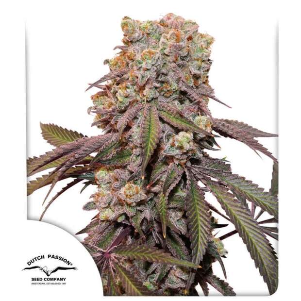 Dutch Passion Auto Candy Bubatz XL 7 Stk feminisiert