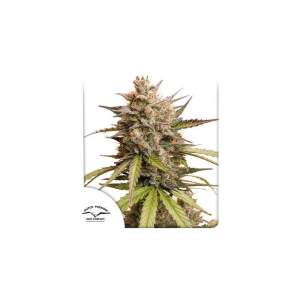 Dutch Passion Auto Melonade Runtz 3 pcs feminised