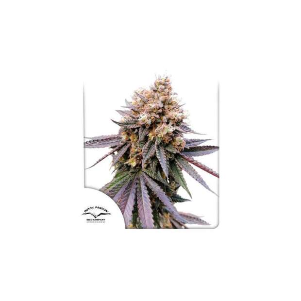 Dutch Passion GMO Fast 5 pcs feminised