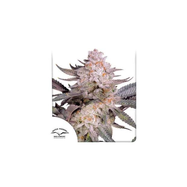Dutch Passion Orange Bud 2.0 5 pcs feminised