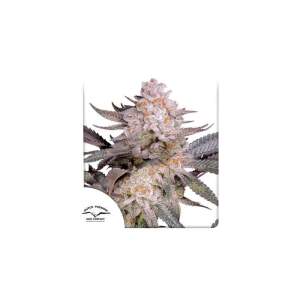 Dutch Passion Orange Bud 2.0 5 pcs feminised