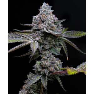 Barneys Farm Apple Fritter