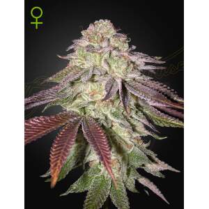 Green House Seeds Sugarlato Auto