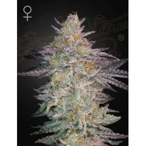 Green House Seeds Super Lemon Haze x GMO 10 pcs feminised