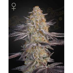 Green House Seeds Super Lemon Haze x RS11