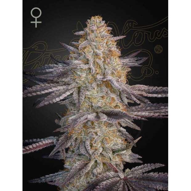 Green House Seeds Super Lemon Haze x RS11 5 Stk feminisiert