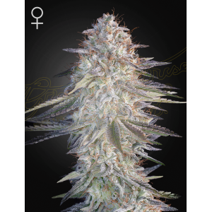 Green House Seeds Super Lemon Haze x Pink Candy 3 pcs...